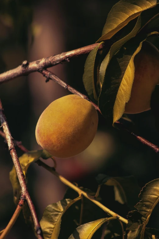 a close up of a tree with fruit on it, peach, gold, 1990s photograph, new zealand