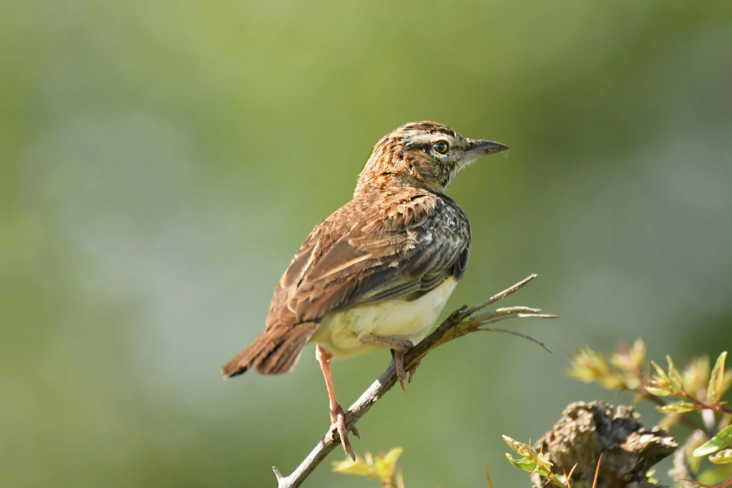 a brown and white bird sitting on top of a tree branch, slide show, vastayan, high-resolution photo, mid 2 0's female