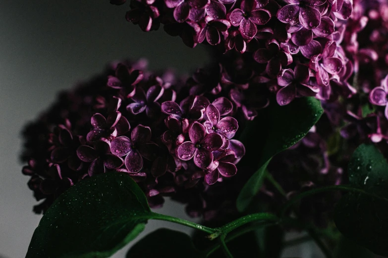 a close up of a bunch of purple flowers, trending on pexels, dark mood lighting, lilac, instagram post, hyperdetailed