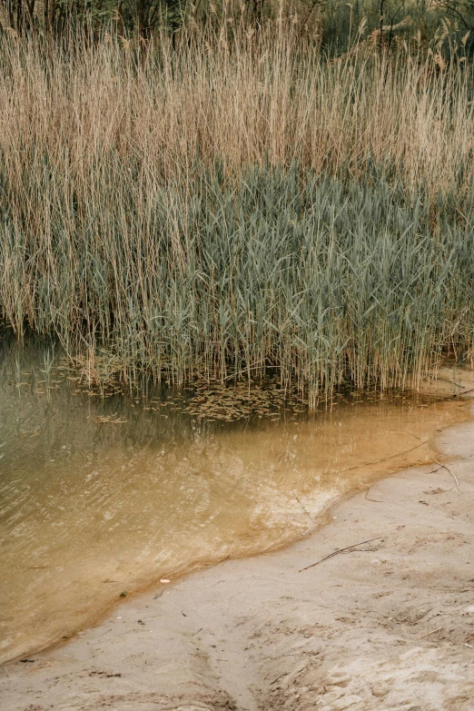 a man standing on top of a sandy beach next to a body of water, inspired by Elsa Bleda, unsplash, land art, phragmites, loosely cropped, brown water, close - up photograph