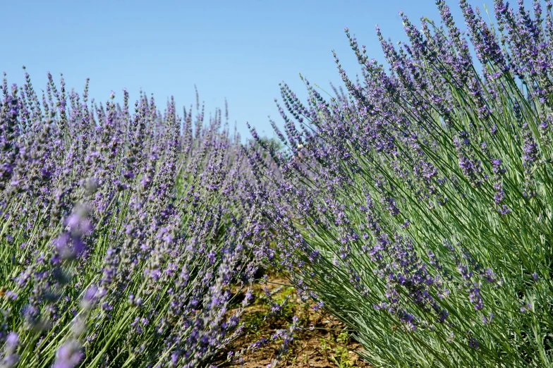 a field of lavender flowers with a blue sky in the background, picton blue, streamlined spines, various sizes, looking around a corner