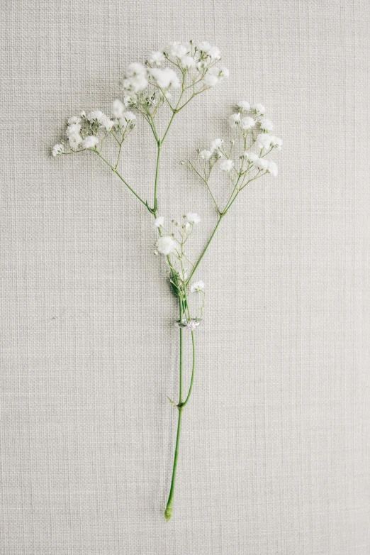 a bunch of white flowers sitting on top of a table, minimalism, still life photo of a backdrop, product shoot, herbs, long