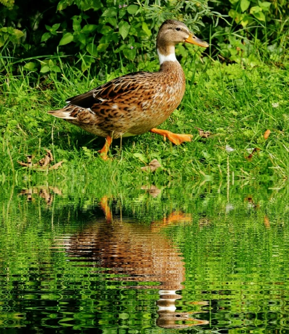 a duck that is standing in the grass, a picture, by Jan Rustem, pexels, water reflection!!!!!, woodstock, 🦩🪐🐞👩🏻🦳, green legs