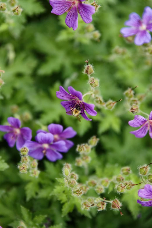a close up of a bunch of purple flowers, small bees following the leader, mystical kew gardens, mint, top down shot
