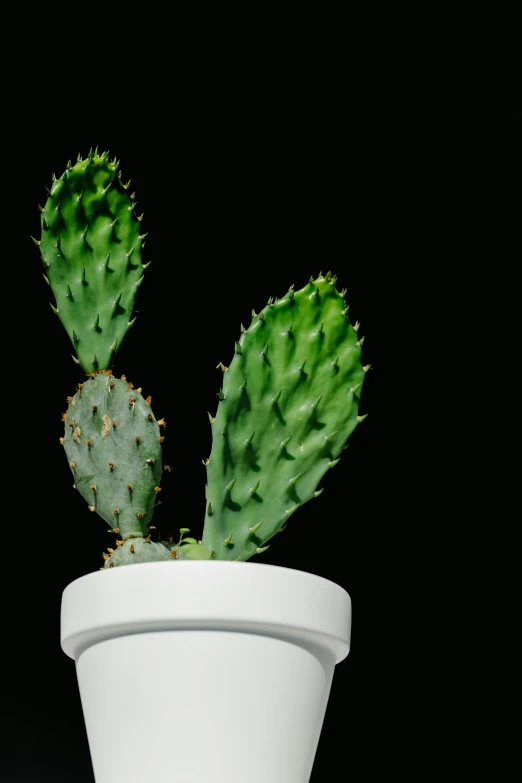 a cactus plant in a white pot against a black background, detailed product image, opening shot, tall shot, wideshot