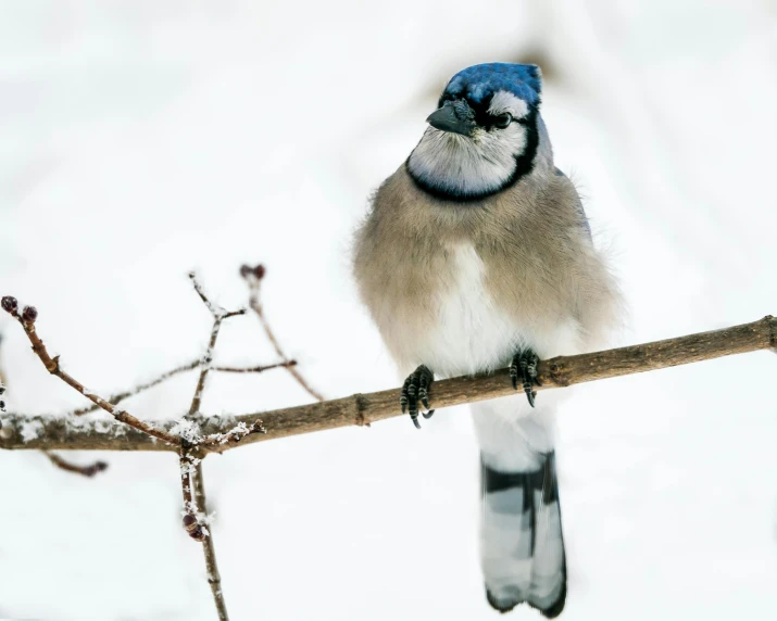 a blue and white bird sitting on top of a tree branch, a portrait, pexels contest winner, bauhaus, icy, various posed, bushy tail, grey