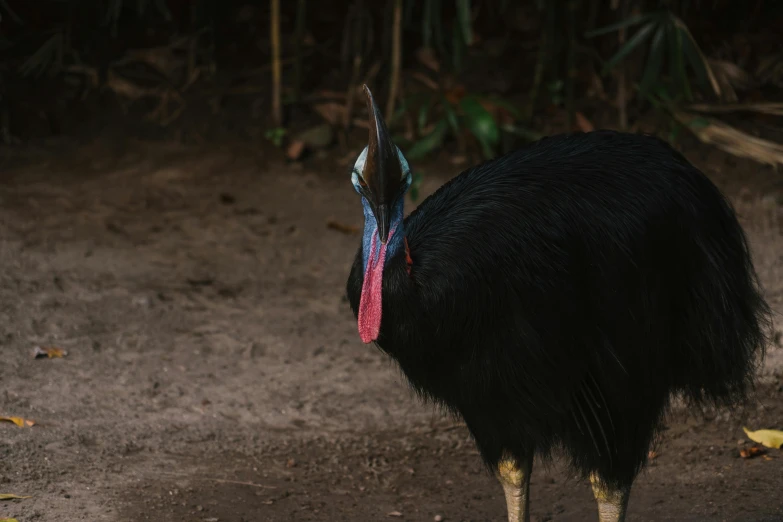 a cass cass cass cass cass cass cass cass cass cass cass cass cass cass cass cass cass, by Jan Tengnagel, pexels contest winner, sumatraism, long thick shiny black beak, long pointy pink nose, 30 year old man, crane