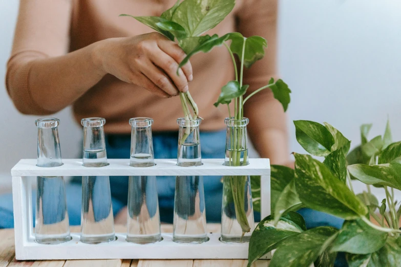 a woman is putting a plant in a test tube, a still life, trending on pexels, spirited water plants, inspect in inventory image, plating, permaculture