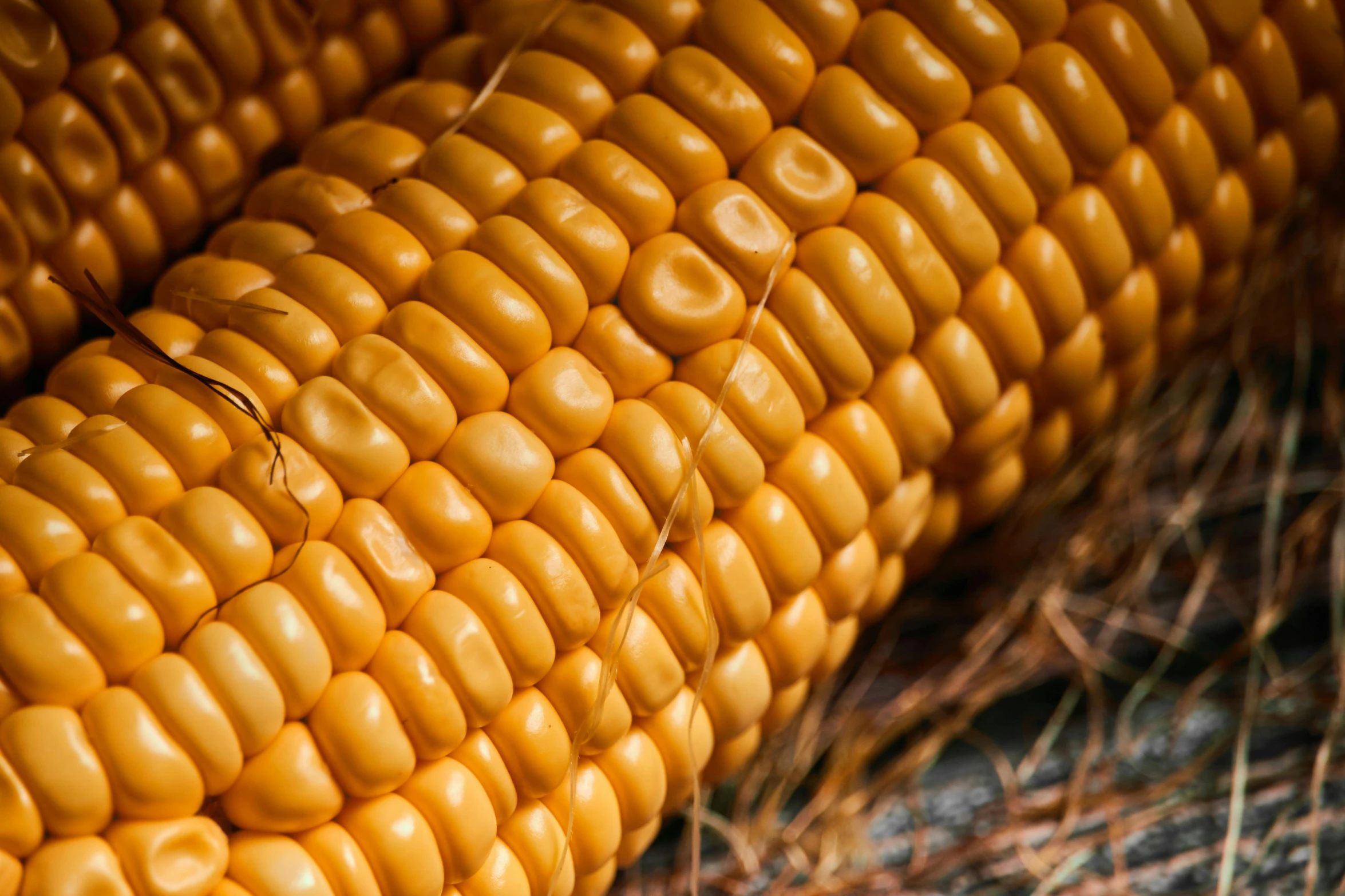 a close up of an ear of corn on the cob, renaissance, profile image, thumbnail, fall, stacked image