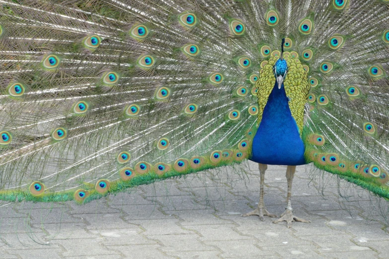 a peacock with it's feathers spread out, an album cover, pexels contest winner, dressed in blue, taken in the late 2010s, fanfare, on display