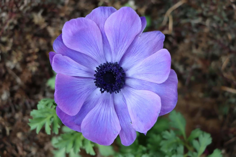 a close up of a purple flower with green leaves, pexels contest winner, hurufiyya, anemone, medium blue, gardening, a high angle shot