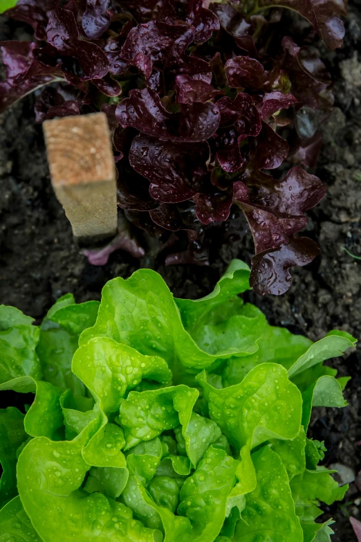 a garden filled with lots of green and red lettuce, a portrait, unsplash, brown, grey, black