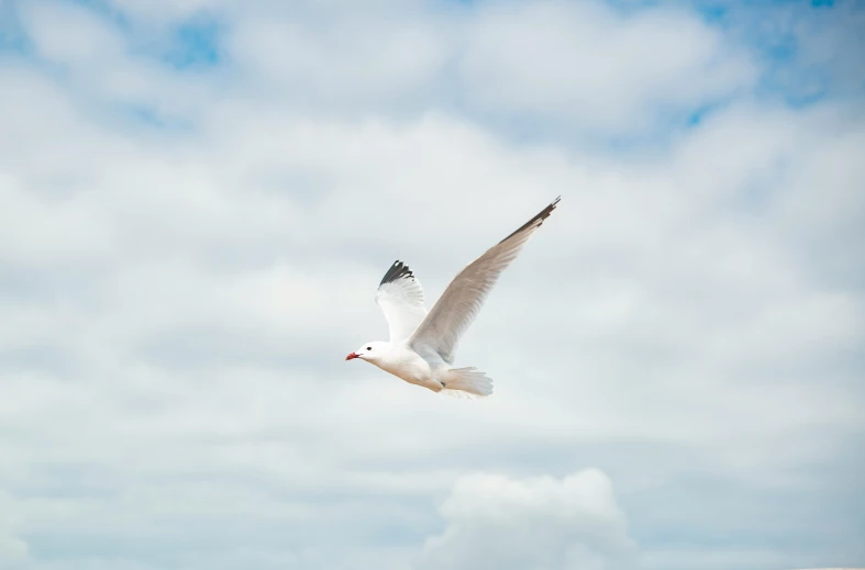 a bird that is flying in the sky, pexels contest winner, arabesque, white sea cloud, clean 4 k, grey, pearly sky