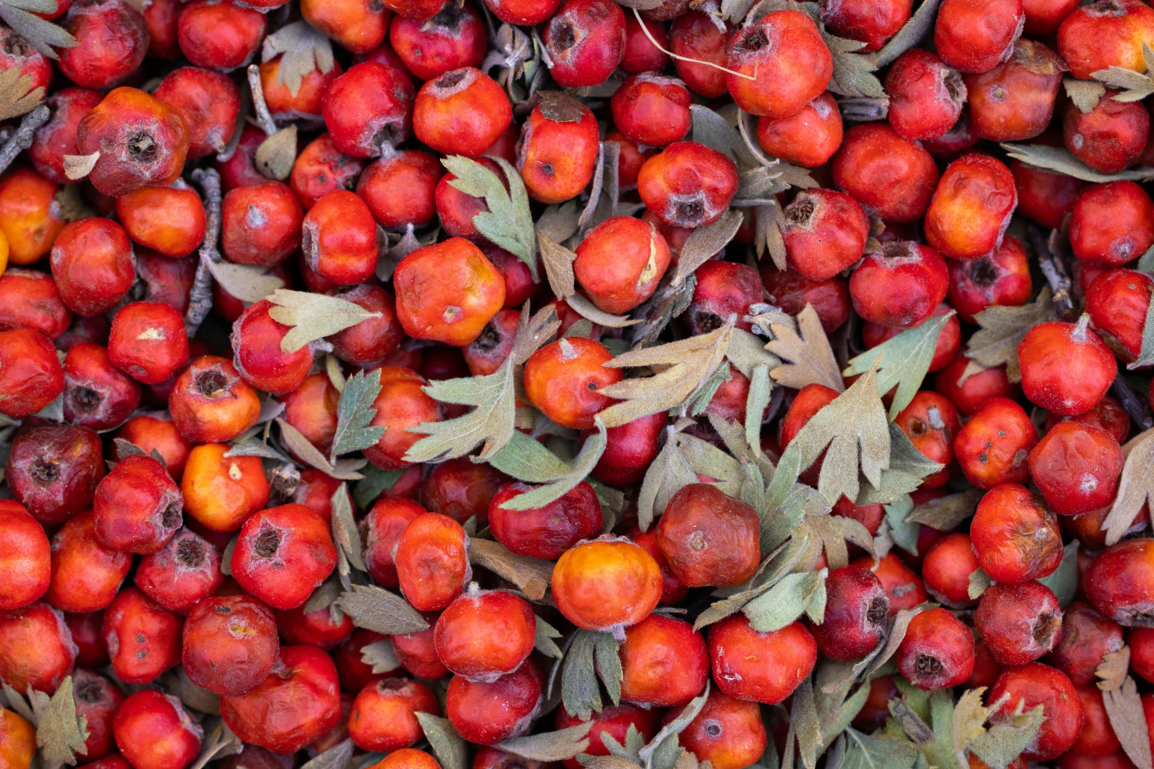 a pile of red berries with green leaves, 🦩🪐🐞👩🏻🦳, background of poison apples, avatar image, cambodia