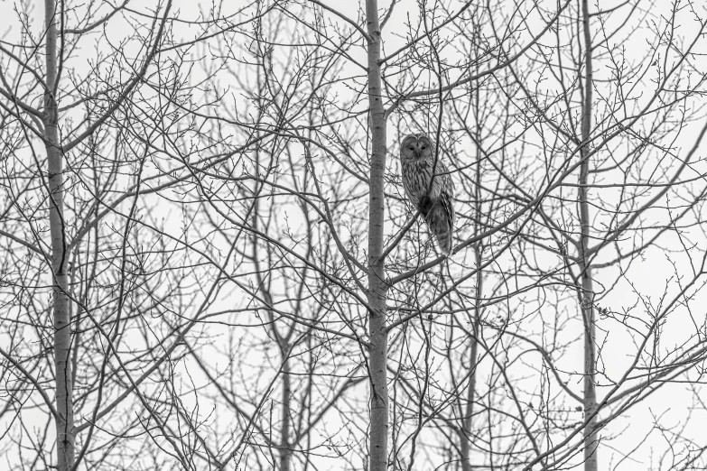 a black and white photo of a bird in a tree, by Raymond Normand, fine art, owl, guardian of the holy lake, iso 1 0 0 wide view, dressed in a gray