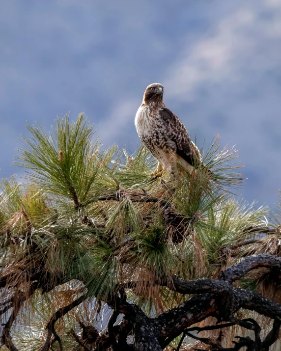 a bird perched on top of a pine tree, sitting down, on the desert