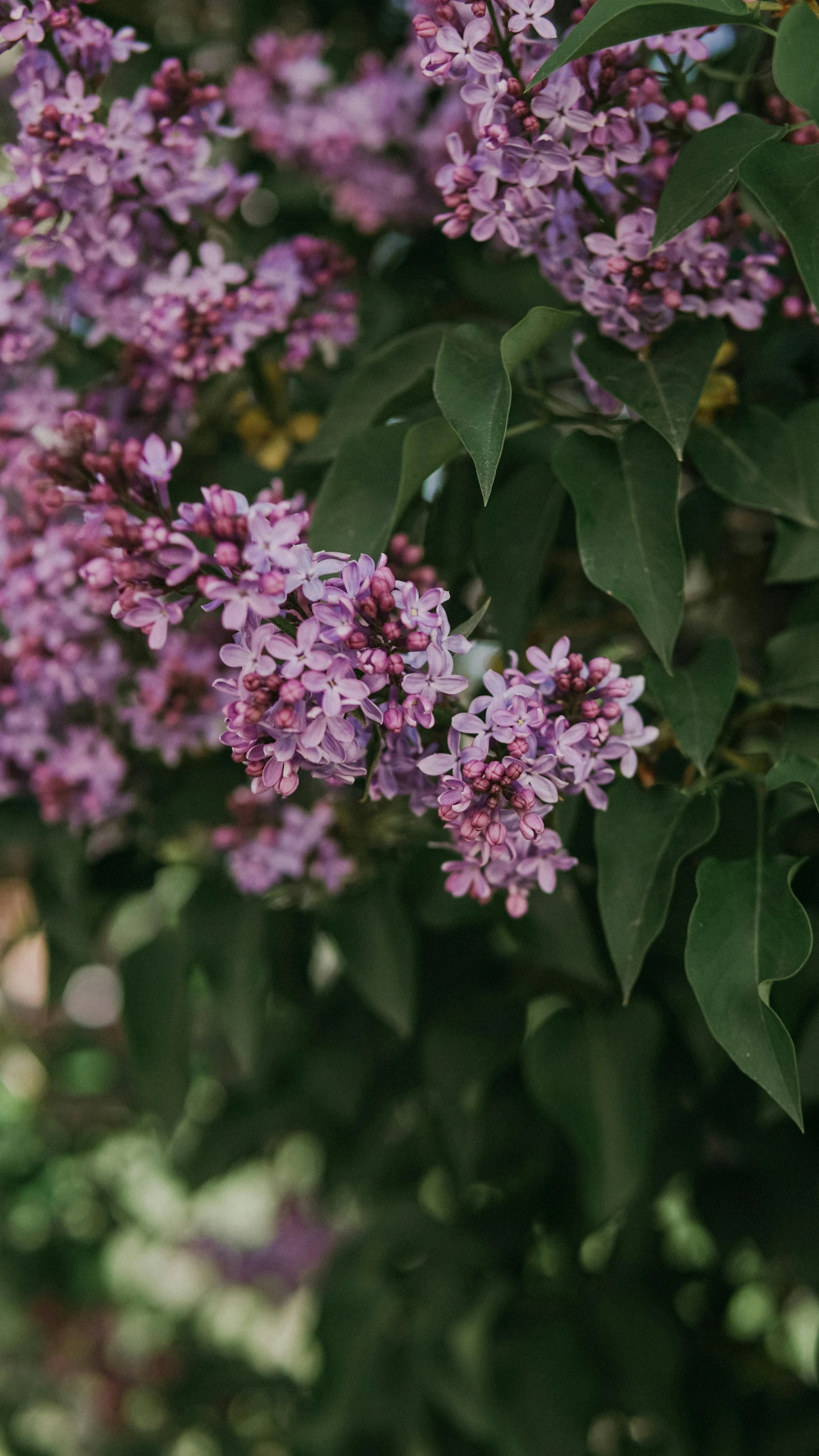 a close up of a bush of purple flowers, pexels, paul barson, low quality photo, lush foliage, a beautiful tree