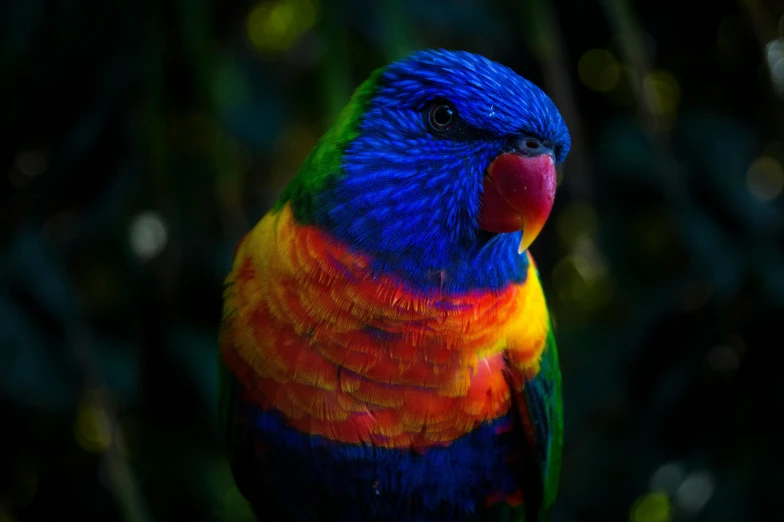 a colorful bird sitting on top of a tree branch, a portrait, inspired by Charles Bird King, pexels contest winner, rainbow fur, high angle close up shot, portrait of a small, hq 4k wallpaper