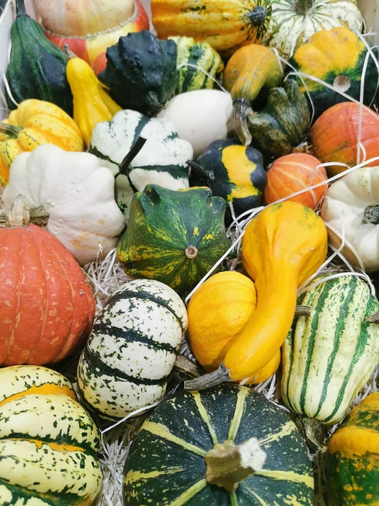 a box full of assorted squash and gourds, by Jessie Algie, unsplash, renaissance, square, made of glazed, profile picture, museum photo