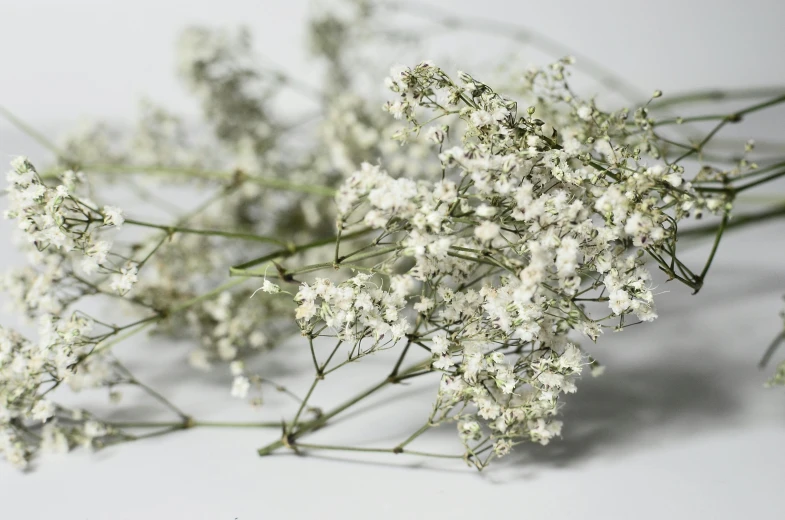 a bunch of white flowers sitting on top of a table, hurufiyya, on grey background, speckled, detailed product image, detail shot
