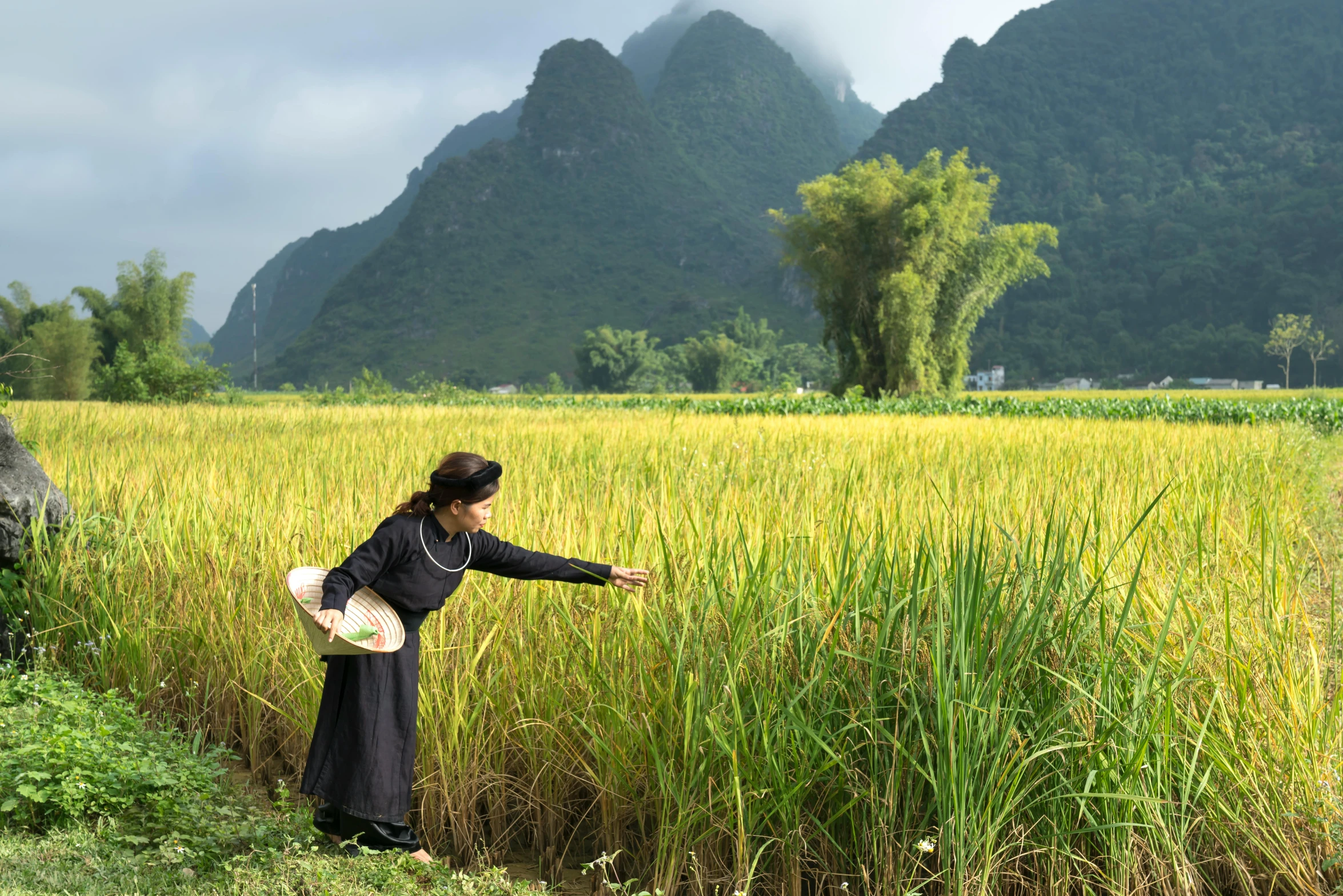 a woman that is standing in the grass, a picture, inspired by Ruth Jên, pexels contest winner, vietnam, waving, rows of lush crops, moutain in background