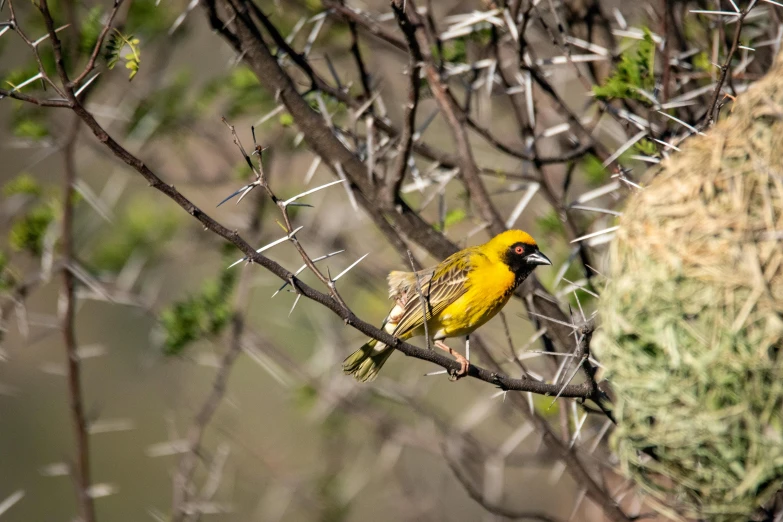 a yellow bird sitting on top of a tree branch, by Peter Churcher, pexels contest winner, hurufiyya, 🦩🪐🐞👩🏻🦳, on the desert, yellow and greens, an intricate