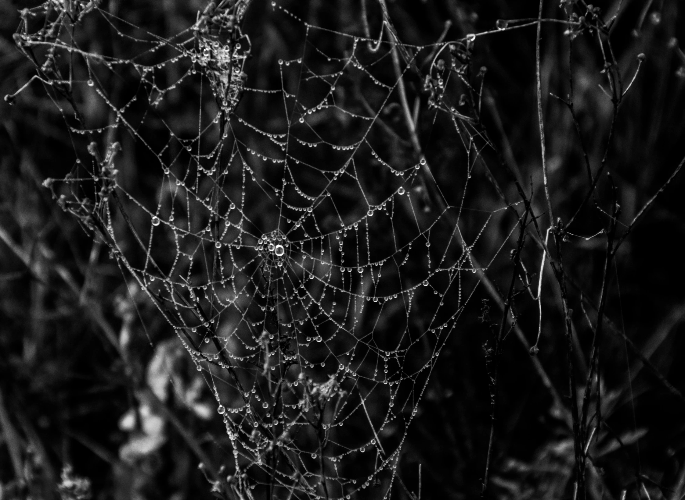 a black and white photo of a spider web, by John Gibson, pexels, encrusted with jewels, 1024x1024, in the early morning, dark fairytale