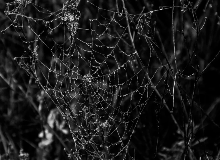 a black and white photo of a spider web, by John Gibson, pexels, encrusted with jewels, 1024x1024, in the early morning, dark fairytale