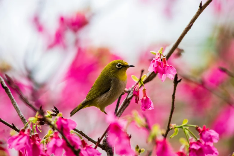 a small bird sitting on top of a tree branch, pexels contest winner, mingei, pink yellow flowers, #green, tang mo, photograph of april