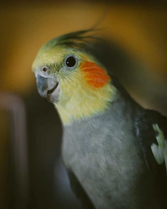 a close up of a parrot with a blurry background, pexels contest winner, hurufiyya, cocky smirk, museum photo, on a gray background, taken in the late 2000s