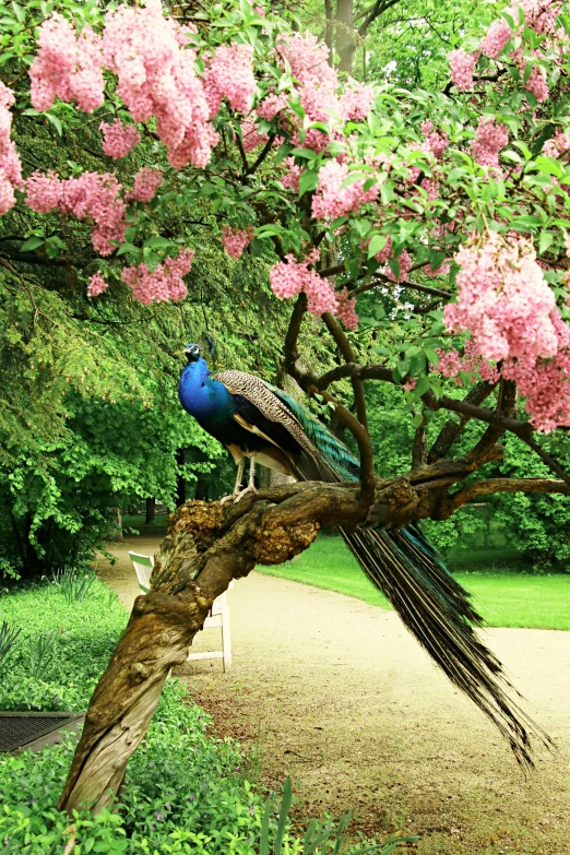 a peacock sitting on top of a tree branch, an album cover, inspired by Melchior d'Hondecoeter, pexels contest winner, renaissance, exterior botanical garden, blossoming path to heaven, pink, 2010s