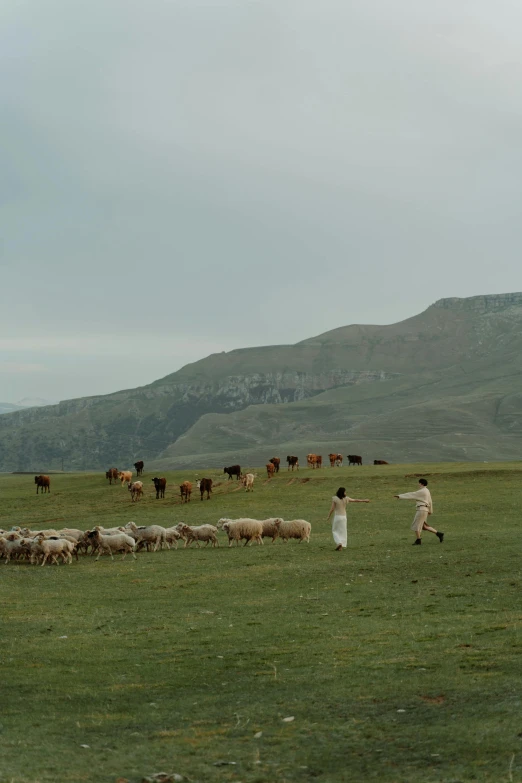 a herd of sheep standing on top of a lush green field, by Muggur, land art, wedding, view(full body + zoomed out), mountains, video