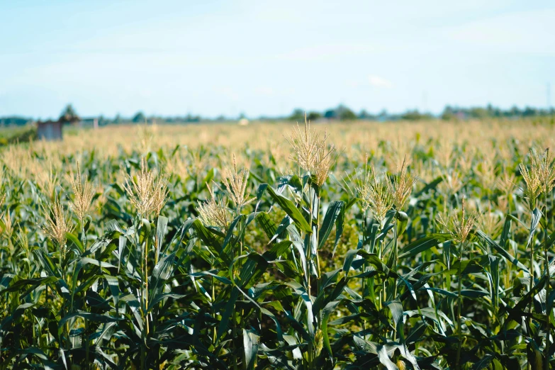 a field of corn on a sunny day, unsplash, high quality product image”