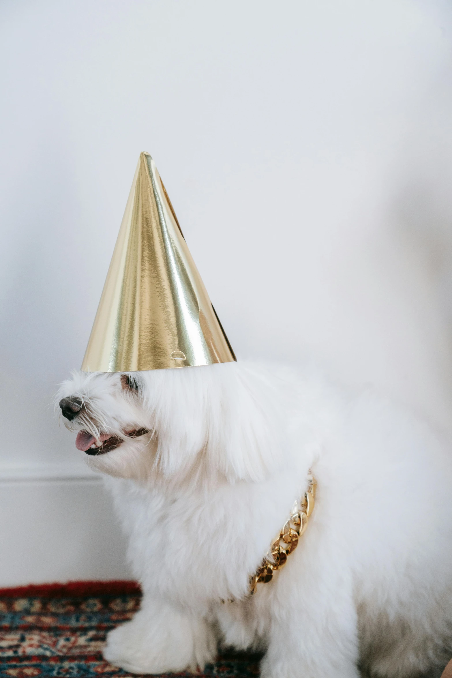 a small white dog wearing a party hat, an album cover, trending on unsplash, gilded with gold, celebration, white hat, blond