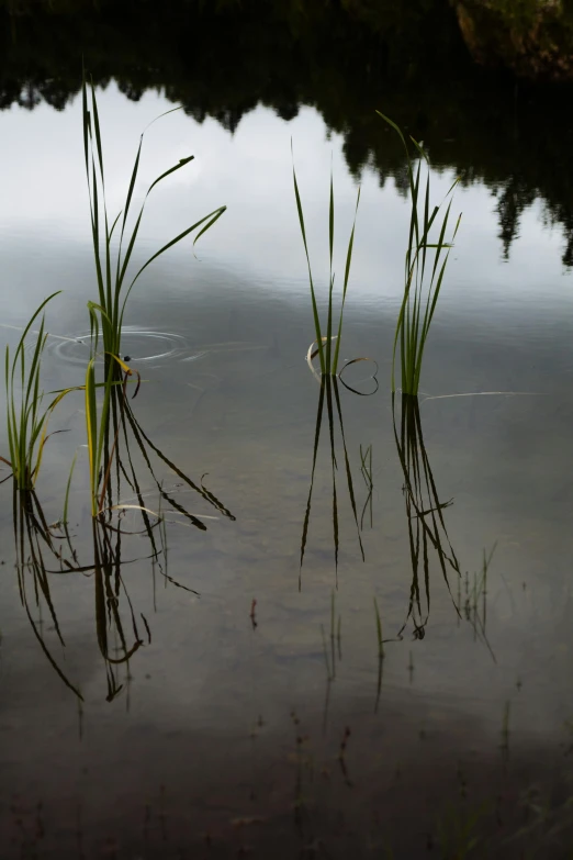 a body of water that has some grass in it, a picture, by Jan Rustem, paul barson, minn, overcast, stems