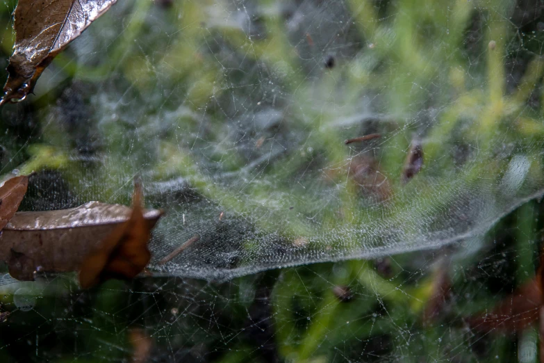 a close up of a spider web in the grass, by Dave Allsop, net art, fan favorite, gloomy/wet atmosphere, caught in 4 k, wet leaves