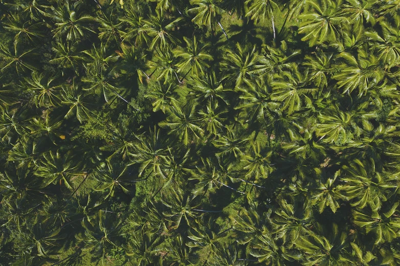 a man riding a surfboard on top of a lush green field, unsplash, hurufiyya, palm pattern visible, close-up from above, ((trees)), high resolution ultradetailed