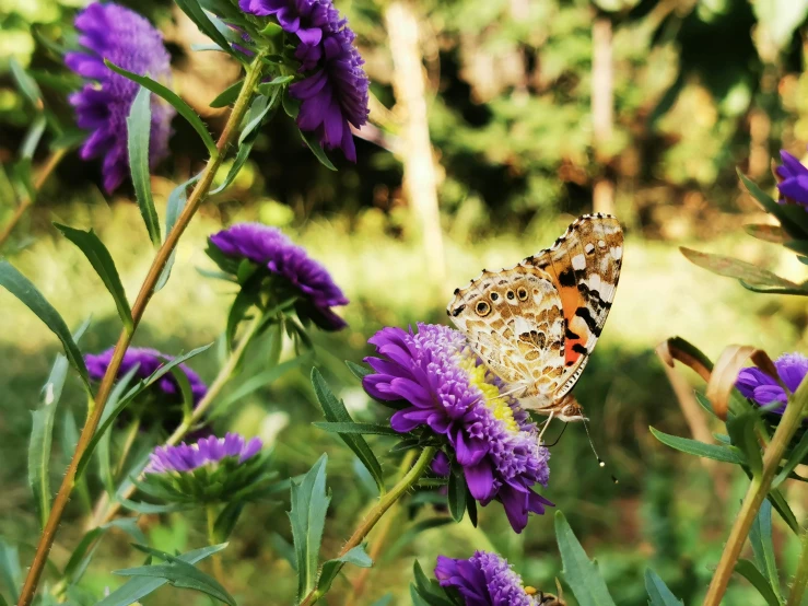 a butterfly sitting on top of a purple flower, in a cottagecore flower garden, fan favorite, instagram photo, angled shot