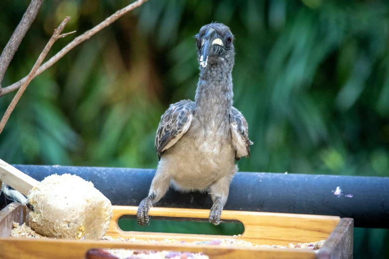 a bird standing on top of a wooden tray, happening, australian, gooey, male emaciated, 2019 trending photo