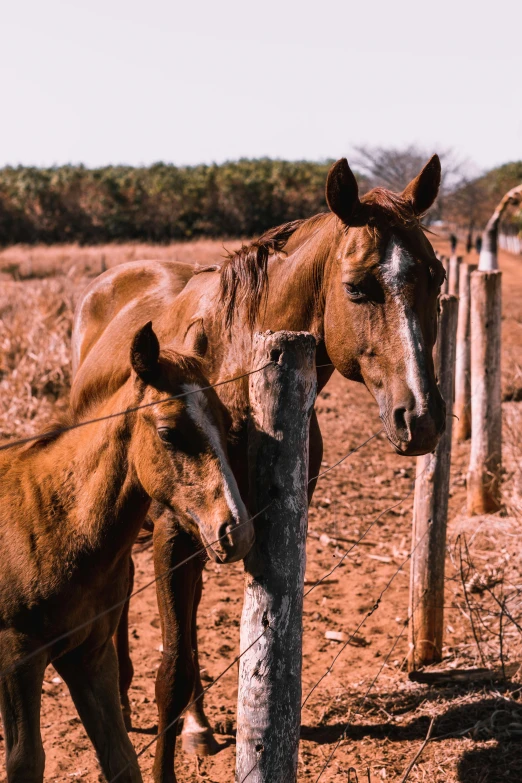 a couple of horses standing on top of a dirt field, pexels contest winner, renaissance, 3 5 year brazilian mother, fence line, vintage color, maternal