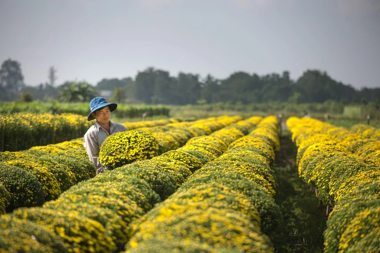a man standing in a field of yellow flowers, in style of lam manh, chrysanthemums, farming, avatar image