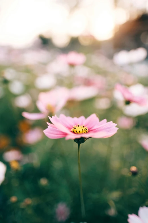 a field full of pink and white flowers, unsplash, minimalism, soft golden light, depicting a flower, cosmos in the background, sprouting