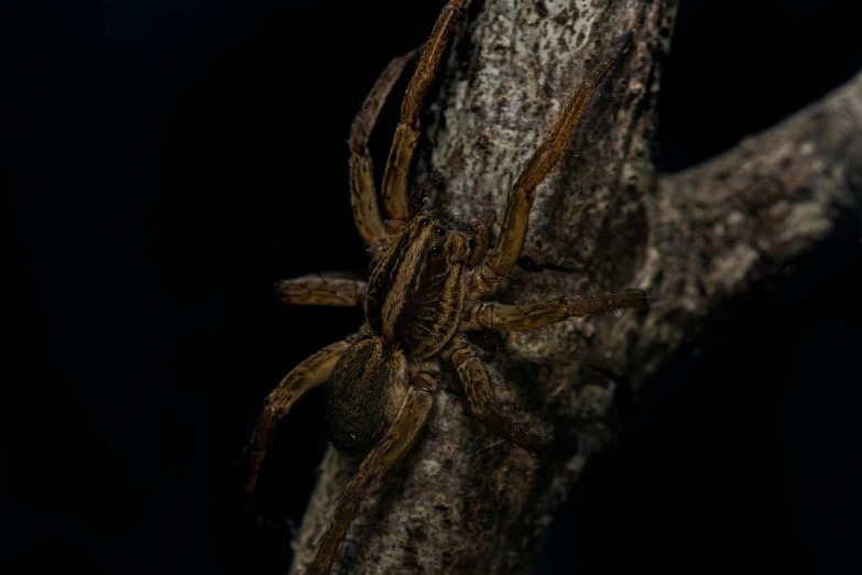 a close up of a spider on a tree branch, by Matija Jama, pexels contest winner, hurufiyya, demogorgon, intertwined full body view, out in the dark, brown:-2