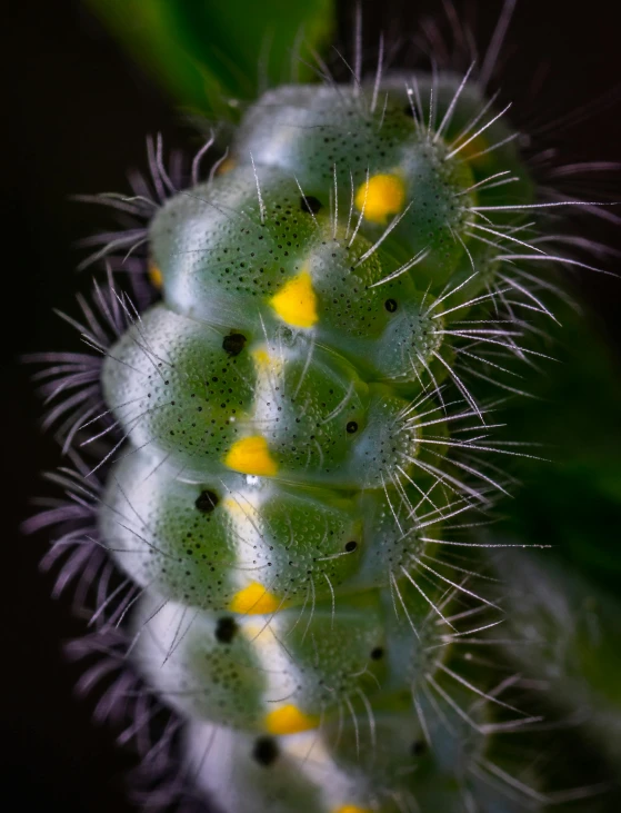 a close up of a cater cater on a plant, a macro photograph, by Adam Marczyński, the caterpillar, stacked image, cactus, ilustration