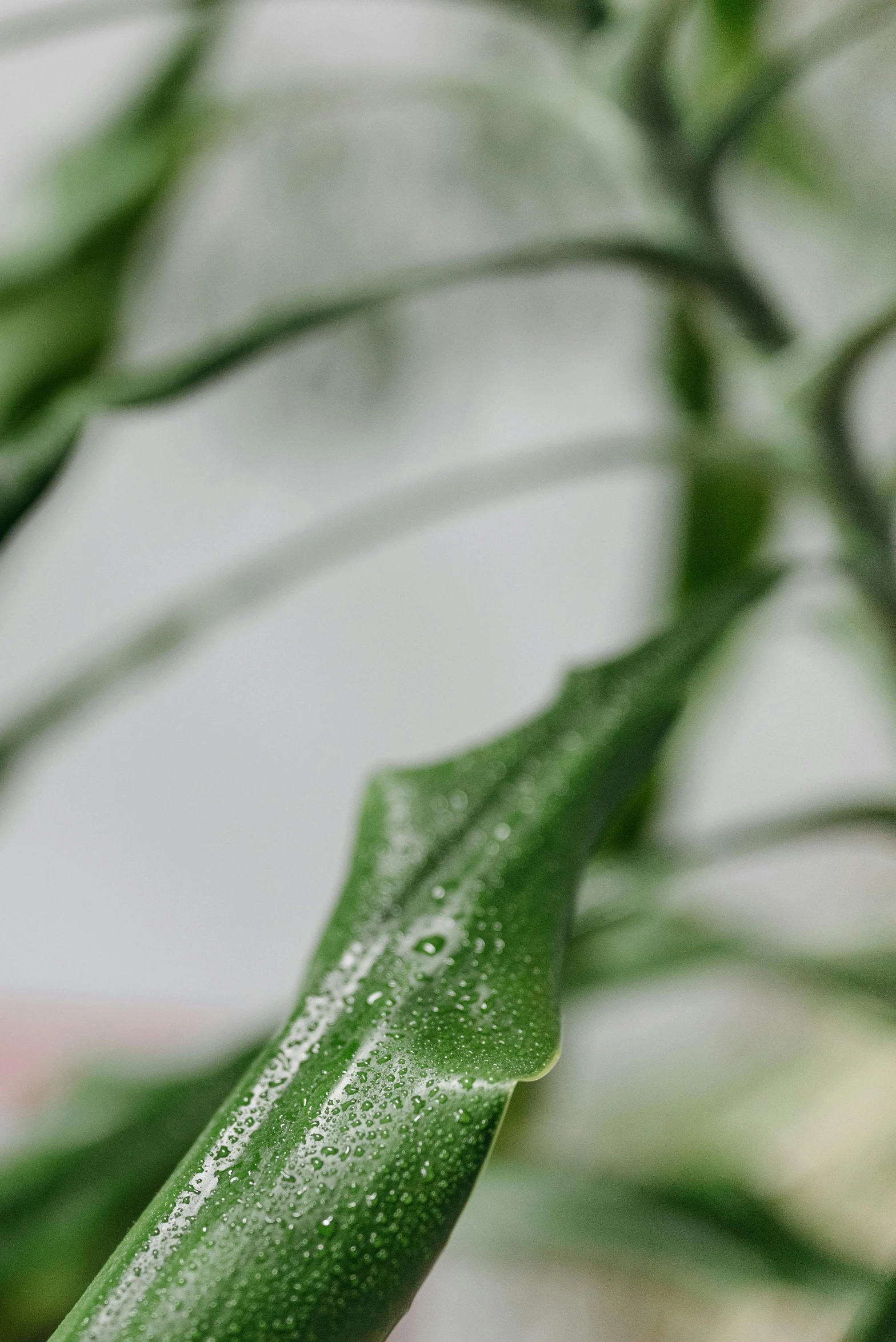 a close up of a plant with water droplets on it, photorealism, detailed product image, zoomed out shot, small details, indoor picture