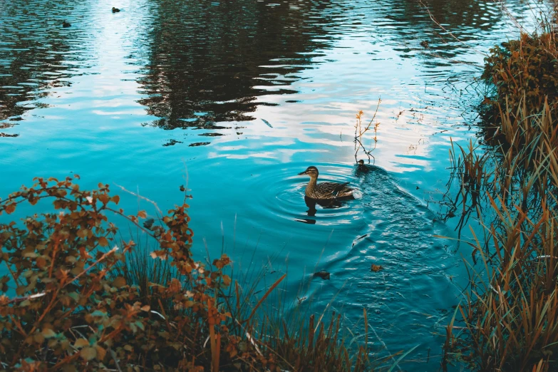 a couple of ducks floating on top of a lake, inspired by Elsa Bleda, unsplash contest winner, hurufiyya, puddles of turquoise water, 2000s photo, fan favorite, canals