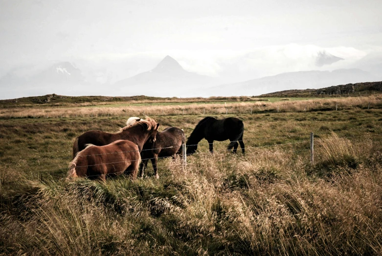 a herd of horses standing on top of a grass covered field, by Jesper Knudsen, pexels contest winner, al fresco, with mountains in the distance, rustic, profile image