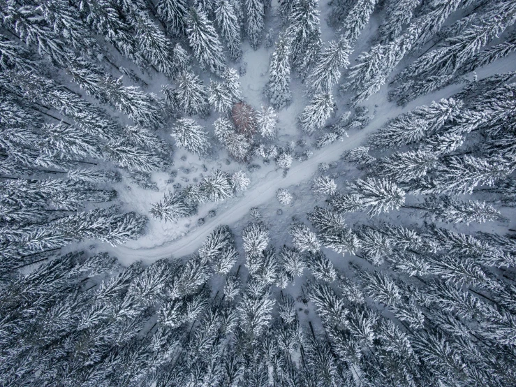 a bird's eye view of a snow covered forest, a portrait, by Adam Szentpétery, pexels contest winner, looking up at the camera, cozy environment, grey, forest portal