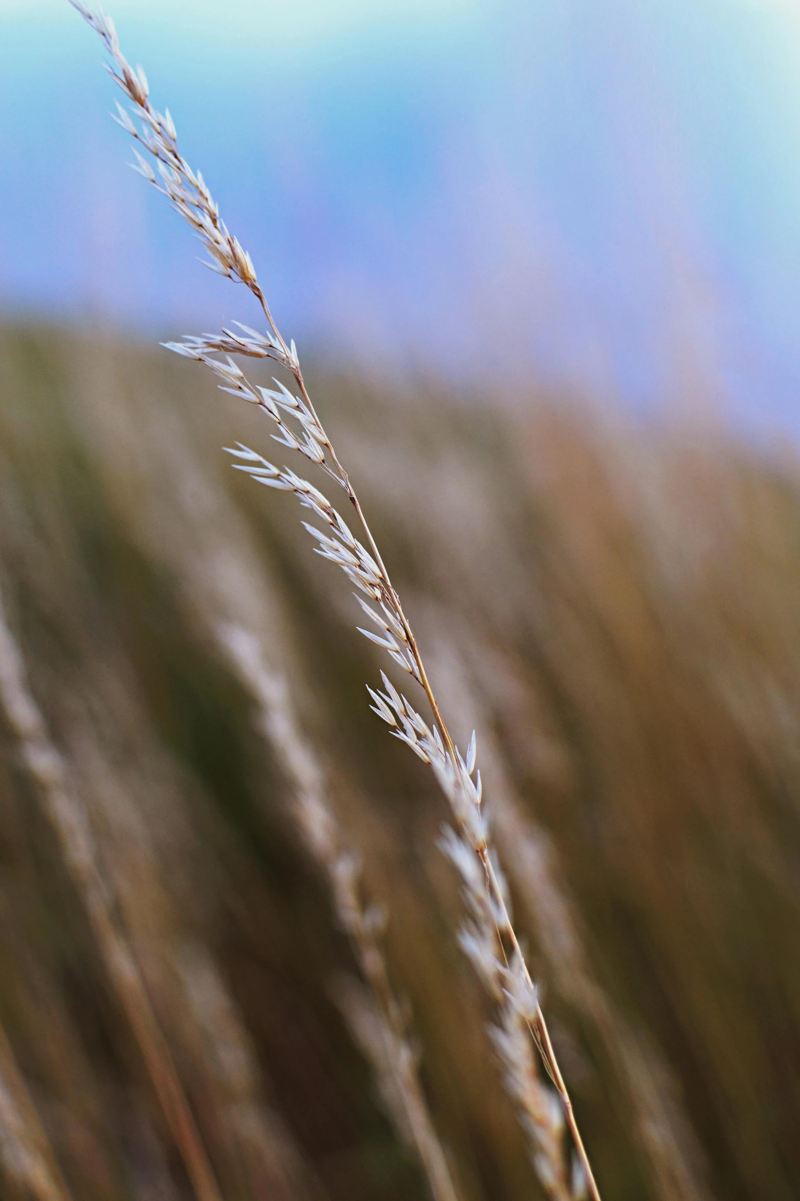 tall grass blowing in the wind on a sunny day, a macro photograph, by David Simpson, unsplash, grain”, single, prairie