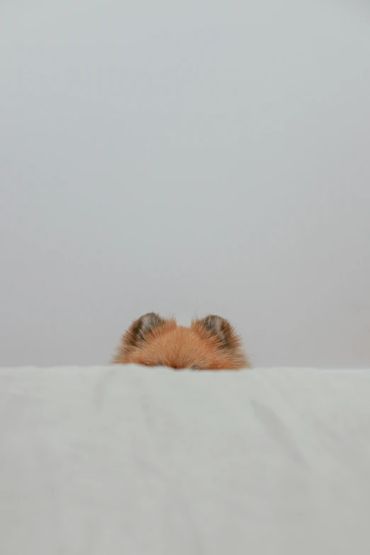 a dog peeking over the edge of a bed, by Alison Geissler, postminimalism, foxes, minimalist photorealist, face covered, view from behind